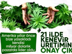 Resmi Gazete’de yayınlandı: 21 ilde kenevir üretimi yapılabilecek