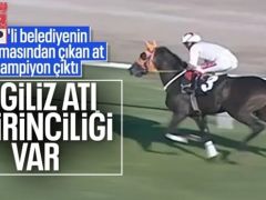 Mersin’de belediyenin aşevinde kavurmadan çıkan yarış atı: 3 birinciliği olan İngiliz ‘Smart Latch’