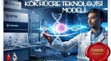 16-  SAĞLIK Alanında ”KÖK Hücre Teknoloji Uygulaması” Modeli